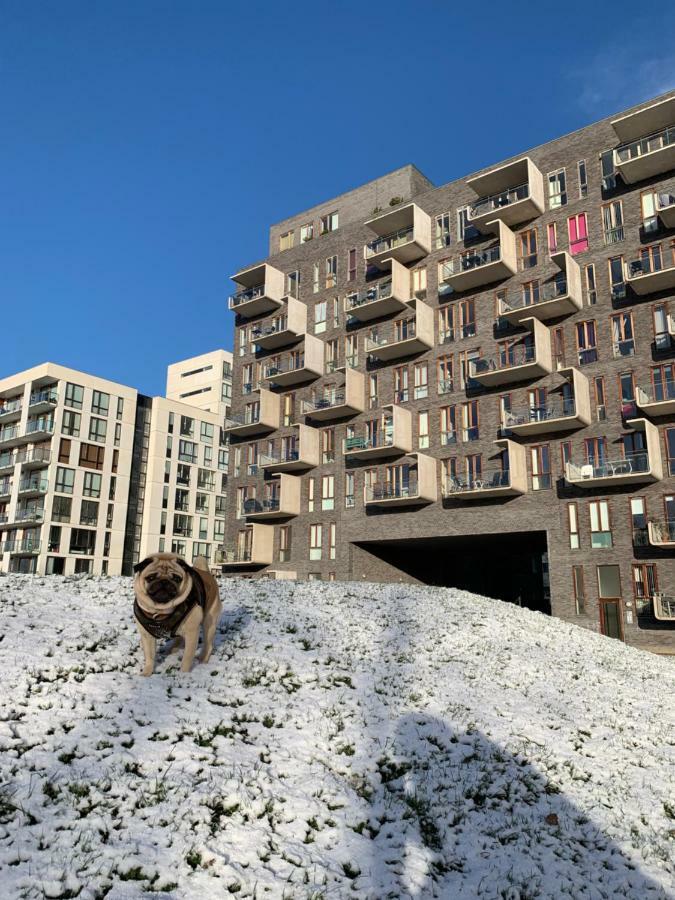 Cute Pug Guest Room Copenaghen Esterno foto