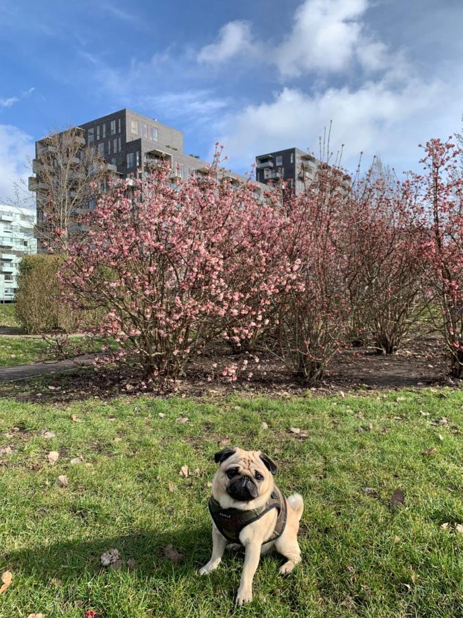 Cute Pug Guest Room Copenaghen Esterno foto