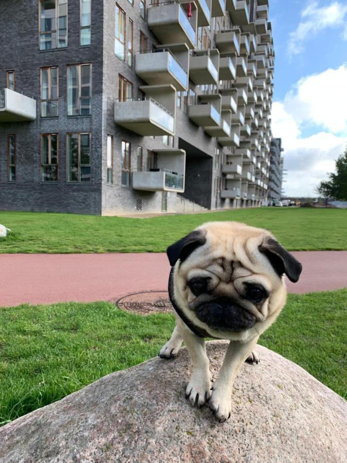 Cute Pug Guest Room Copenaghen Esterno foto